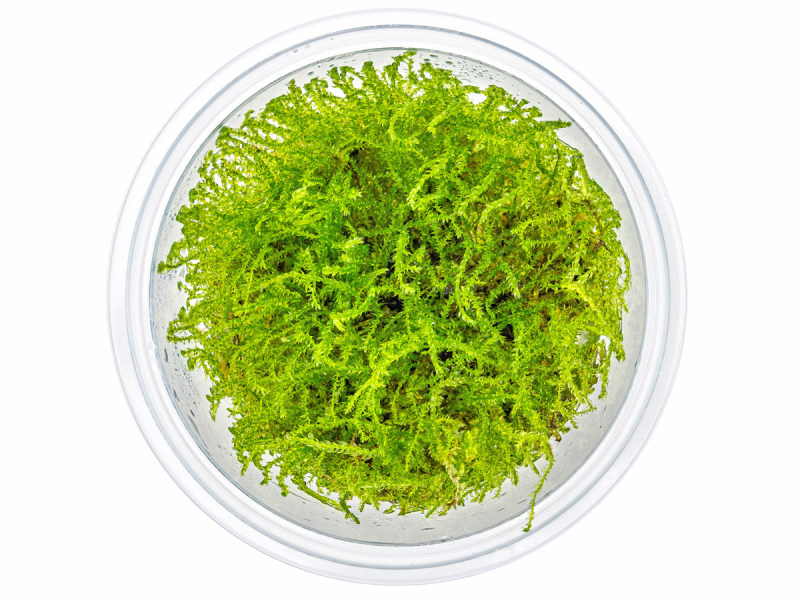 Preview: Javamoos - Taxiphyllum barbieri in vitro